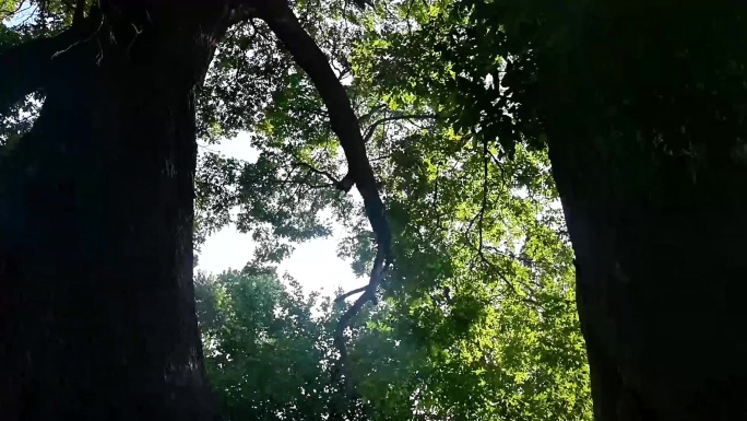 实景 阳光透过村头枝繁叶茂的百年老树