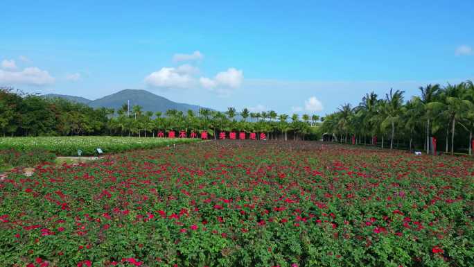 海南三亚博后村在红玫瑰花田中的游玩的旅客