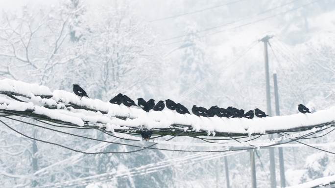 雪中电线上的乌鸦鸟群4K