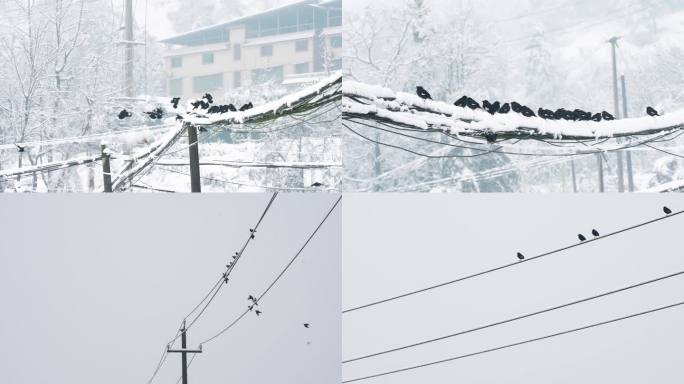 雪中电线上的乌鸦鸟群4K