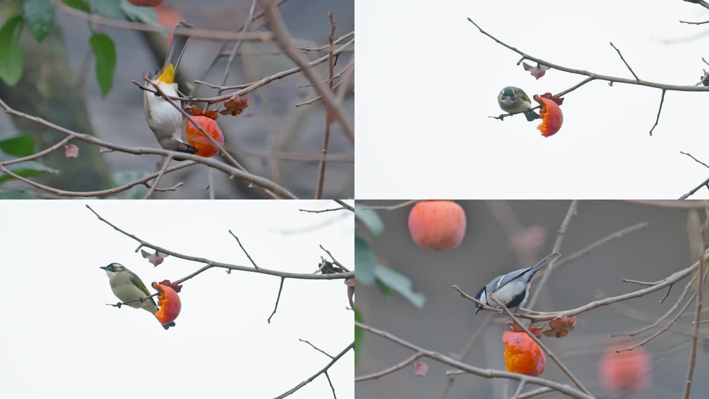 小鸟吃柿子白头鹎觅食乡愁视频素材