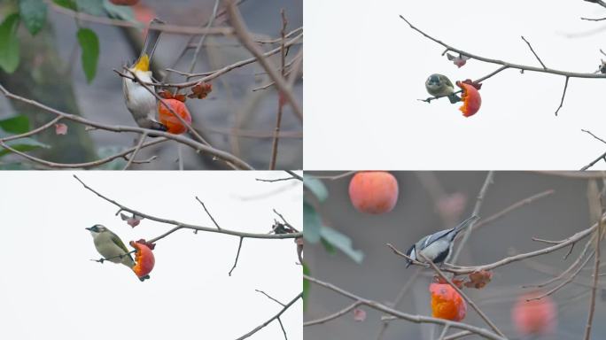 小鸟吃柿子白头鹎觅食乡愁视频素材