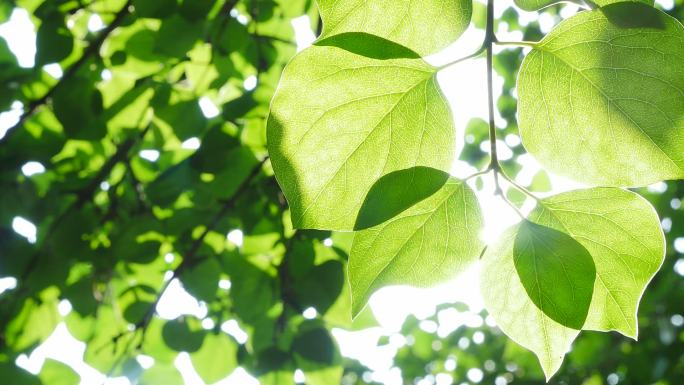 绿叶阳光 树叶脉络 透过阳光的树叶