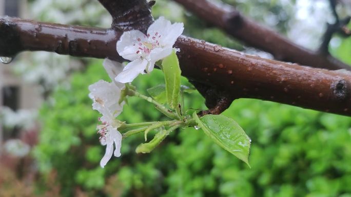 下雨天梨花开
