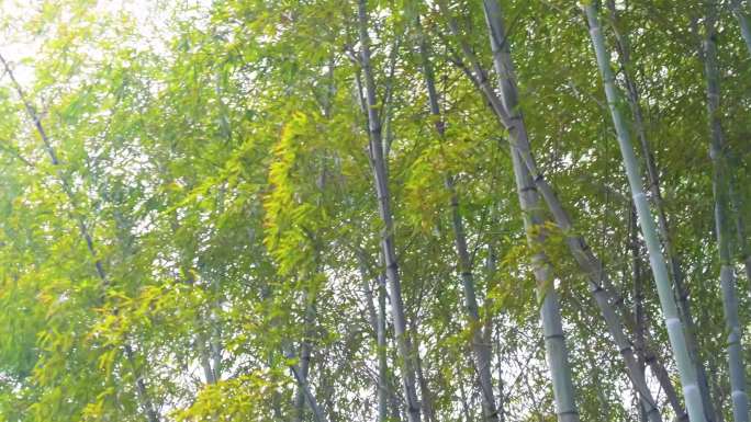 杭州植物园树林竹林特写视频素材