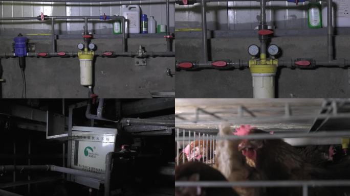 鸡舍 家禽饮水免疫系统 装置 滴头 蛋鸡