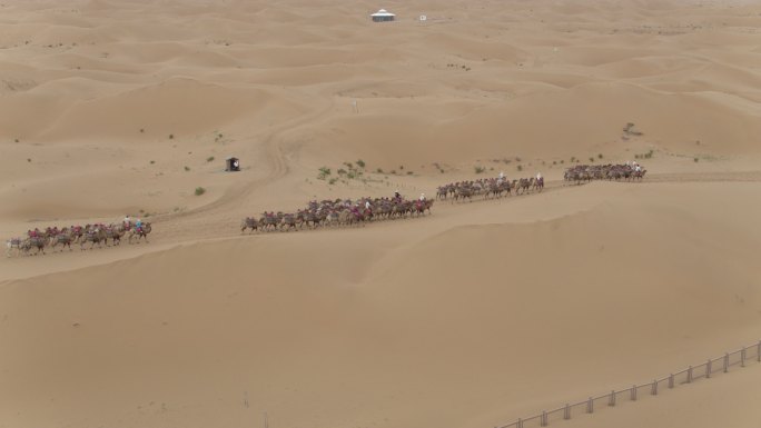 宁夏沙漠骆驼群航拍