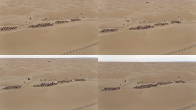 宁夏沙漠骆驼群航拍