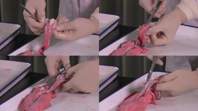 病死仔猪解剖 内脏 呼吸系统 剪开气管