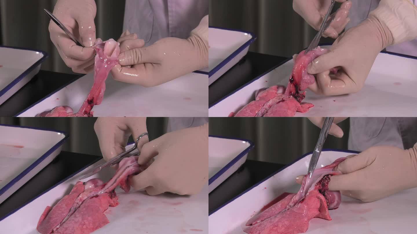 病死仔猪解剖 内脏 呼吸系统 剪开气管