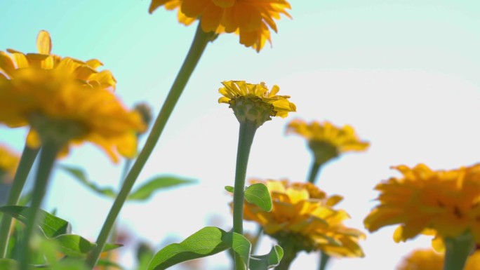 向日葵等山花特写组合画面