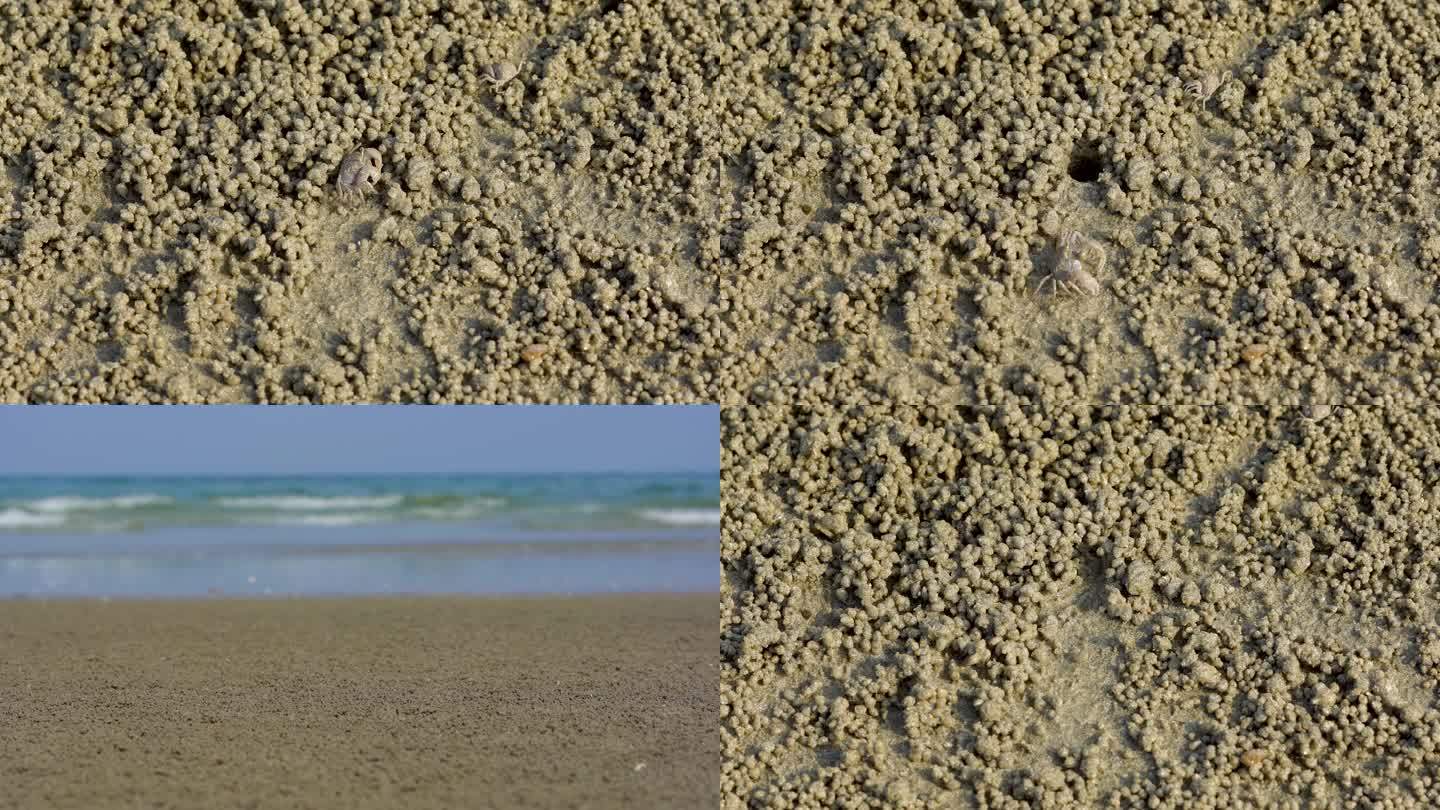 海滩沙蟹小螃蟹海洋动物海岸