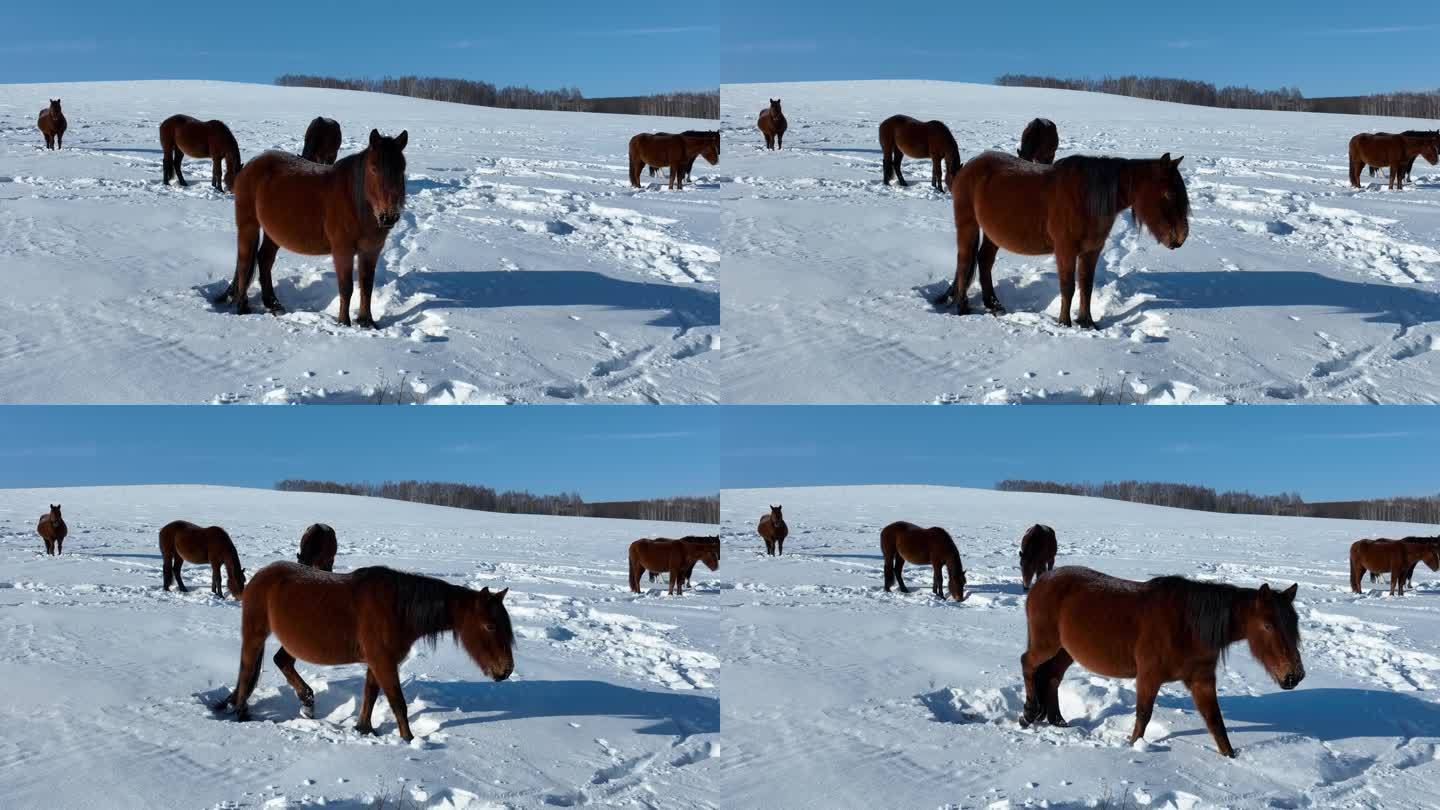 山坡雪地上走向镜头的枣红马