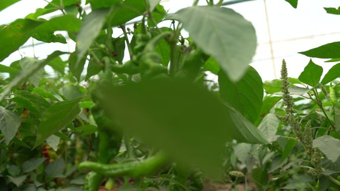 樟树港辣椒青椒农业新鲜食材蔬菜基地