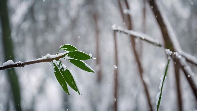 唯美-雪中的竹子 竹叶