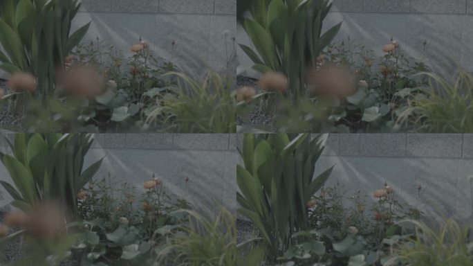 房屋一角植物花朵光影效果
