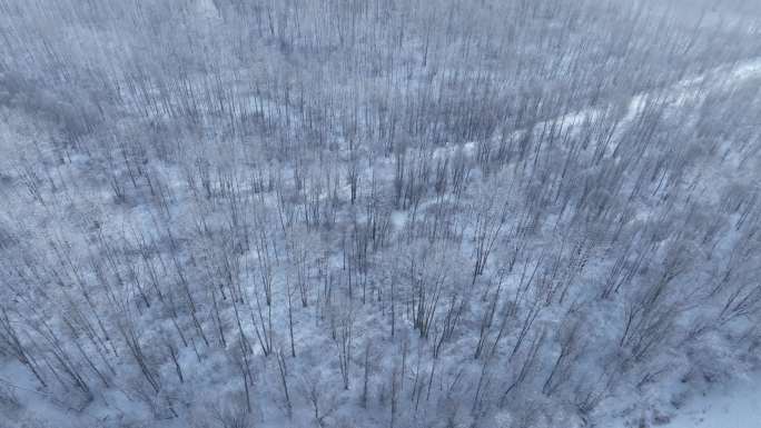 航拍林海雪原银色树林