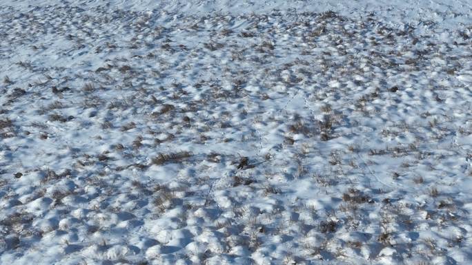 4K航拍山谷原野雪地上的狐狸