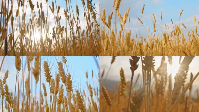 金色麦田成熟小麦