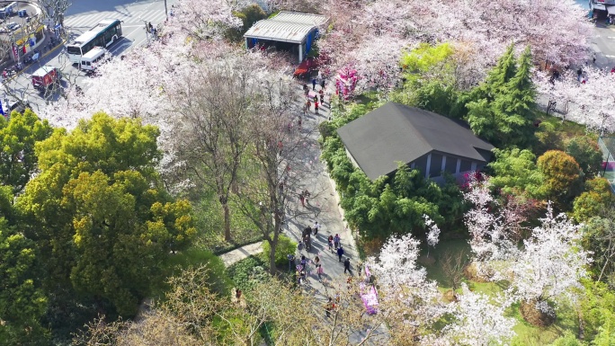 虹口足球场 樱花 上海 浦西 建筑 花