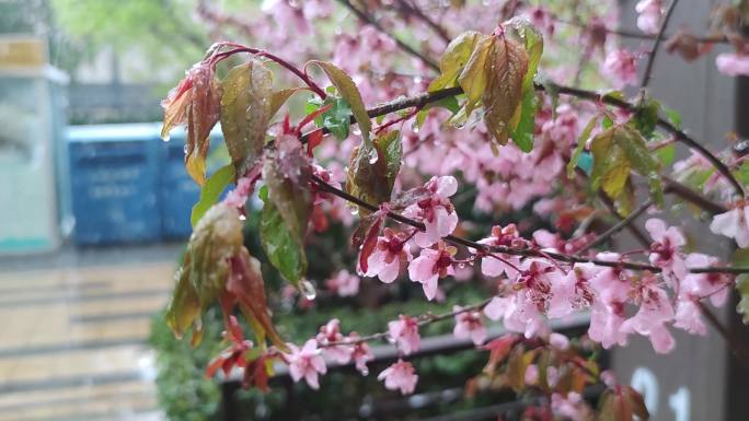 春天雨季花开