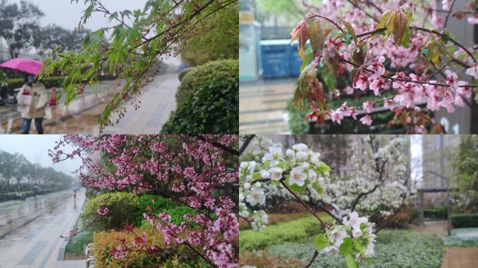 春天雨季花开