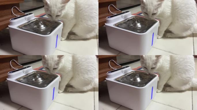 白色的波斯猫在喝水