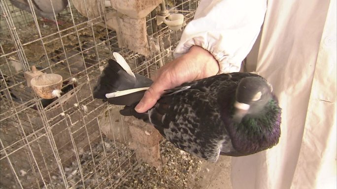 鸽子 成年鸽 种鸽 外貌 健康状况检查