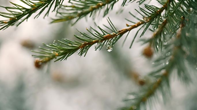 雨中的松叶