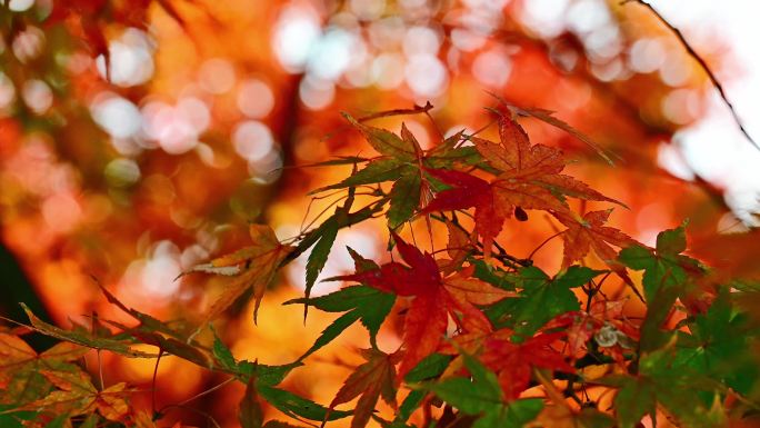 秋天红色枫叶 枫树 秋天风景