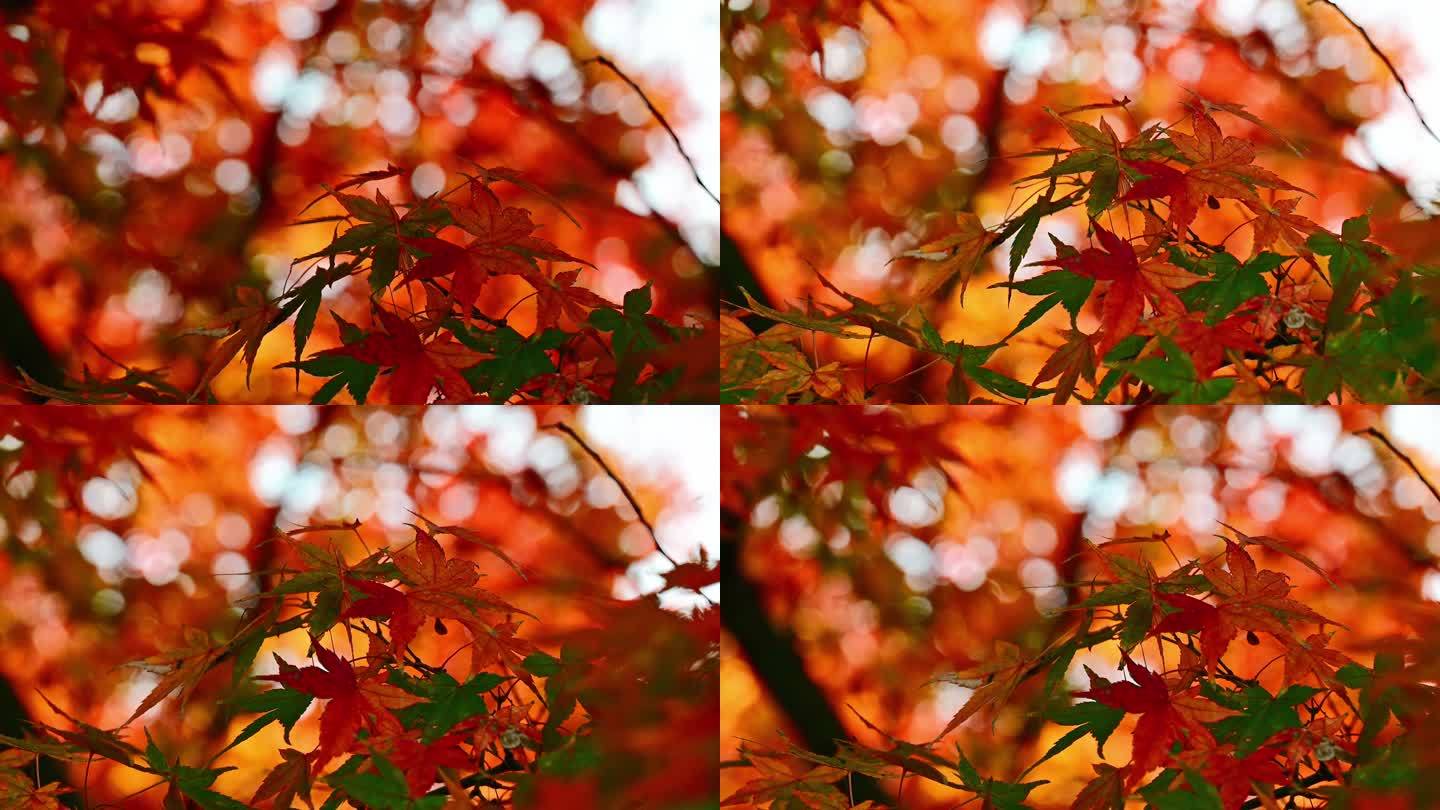 秋天红色枫叶 枫树 秋天风景