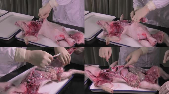 病死仔猪 解剖 打开腹腔 猪内脏器官