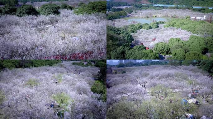 航拍黄埔香雪公园萝岗香雪（梅花）一