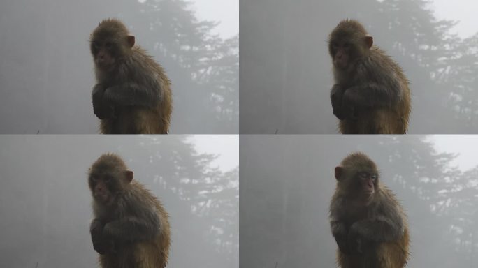 庐山猴子