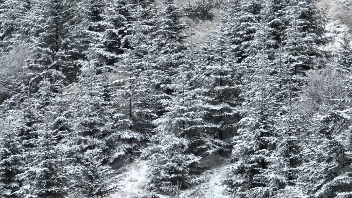 唯美冬天雪景神农架森林雾凇冬季大寒小寒