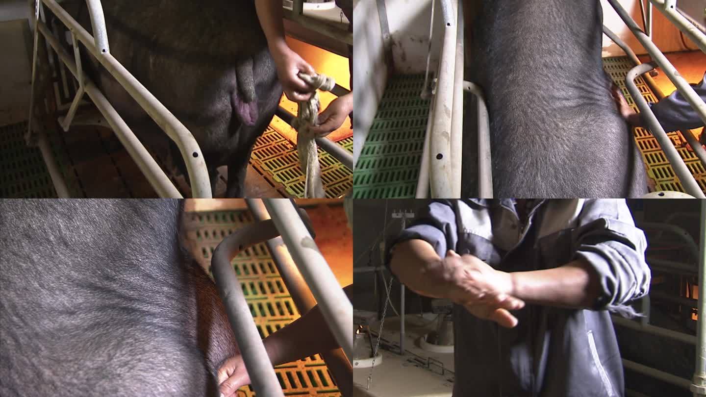 产房 待产母猪 助产员清洗手臂 人工助产