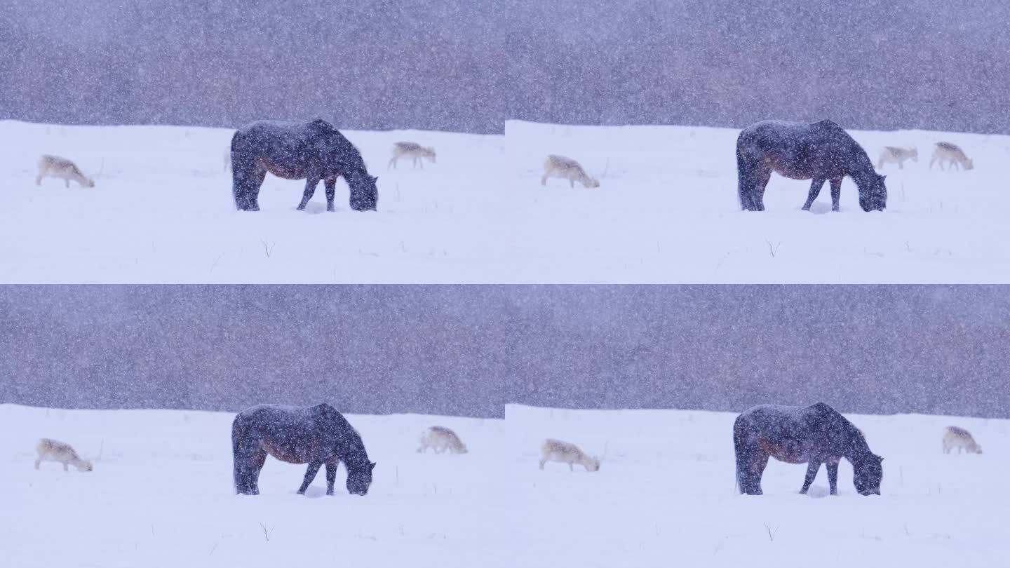 风雪中的蒙古马和黄羊 蒙古原羚