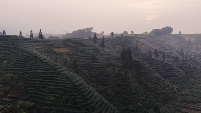 茶园茶山