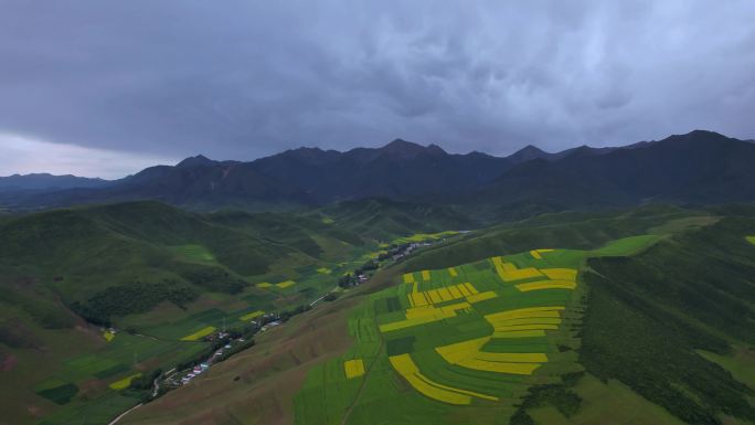 青海门源油菜花海