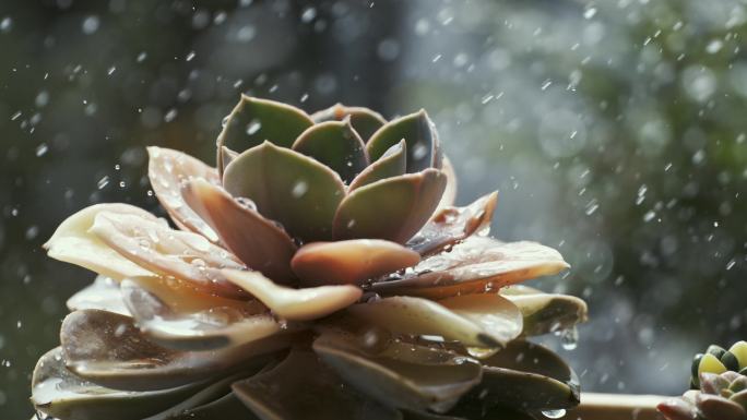 4K 植物水滴 雨滴降落 微距超级慢动作