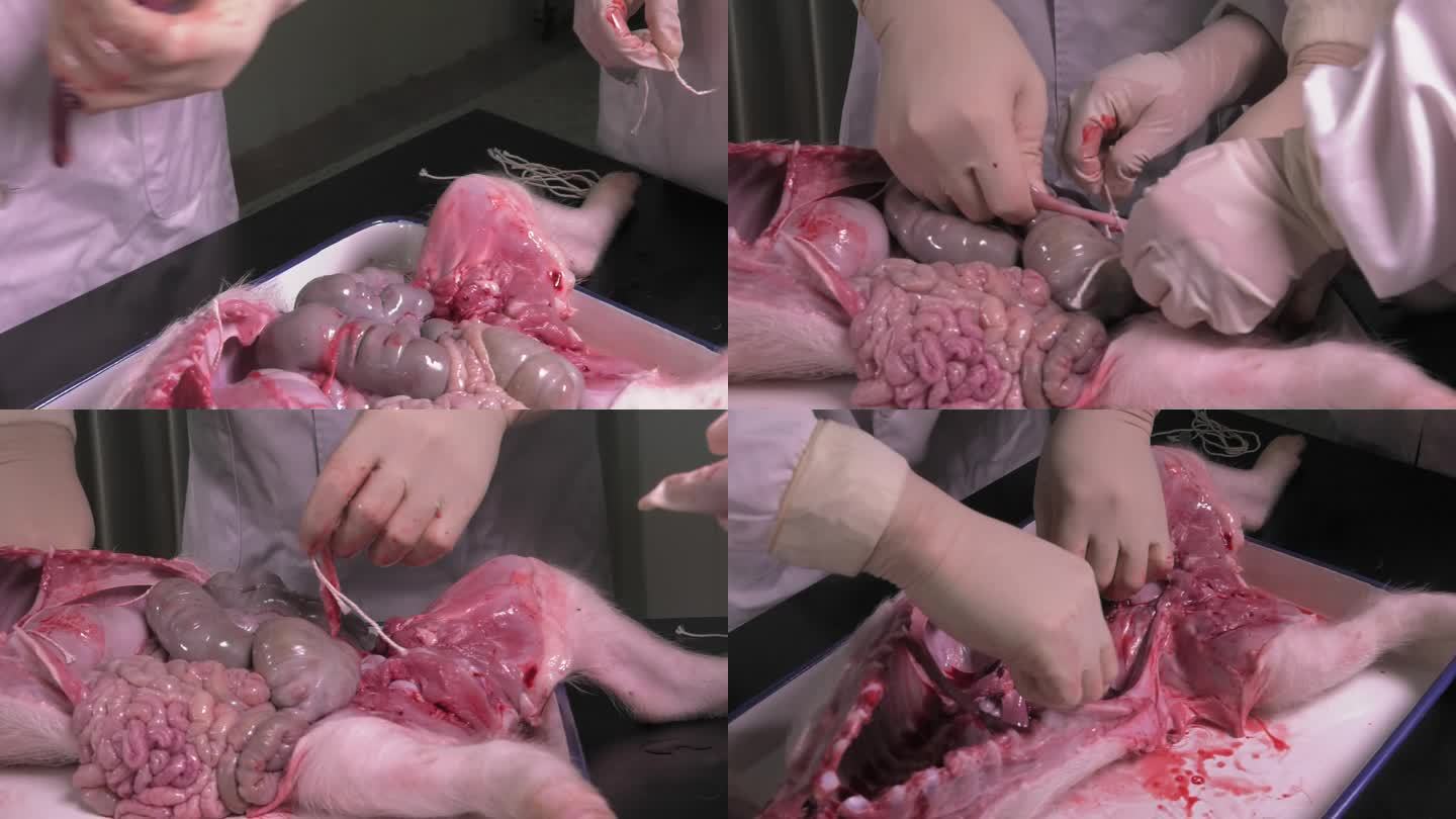 病死仔猪 解剖 内脏 脾脏 消化系统器官