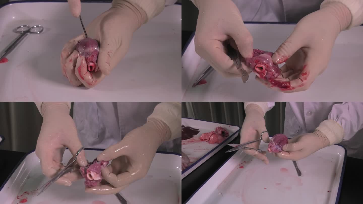 仔猪解剖 猪心脏 打开心脏 检查病变