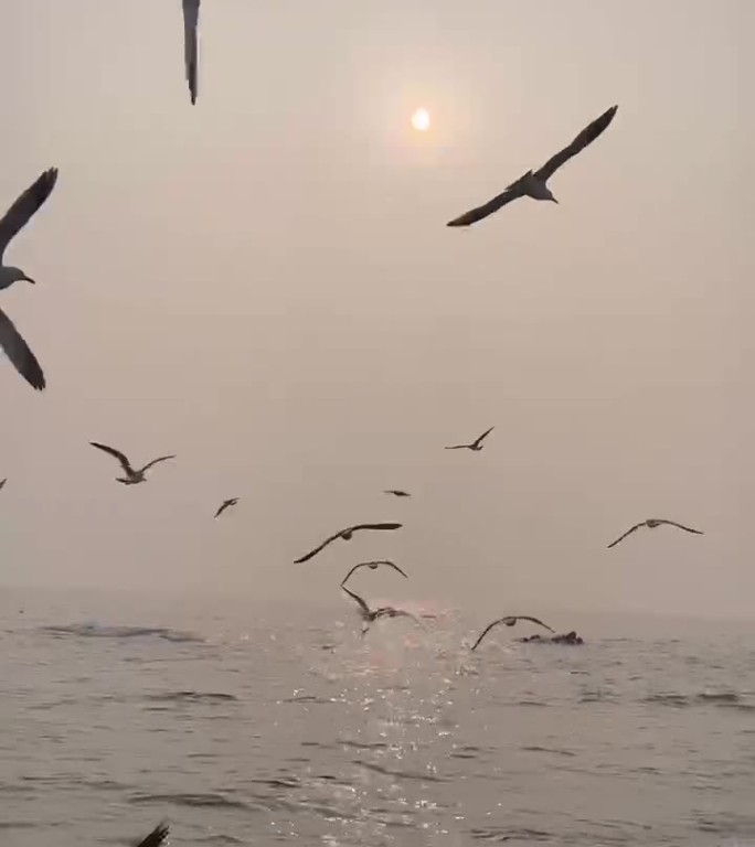 空镜 夕阳下飞翔的海鸥