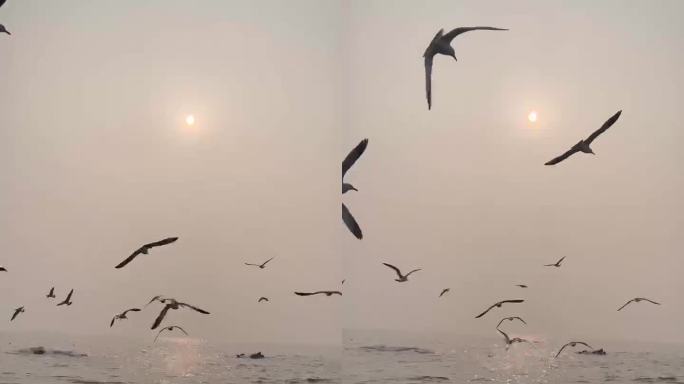 空镜 夕阳下飞翔的海鸥