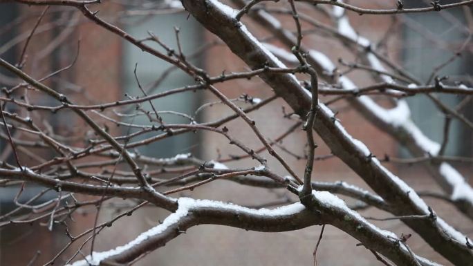 雪落在城市街道上的树枝上，背景是公寓楼的窗户(城市中的雪)