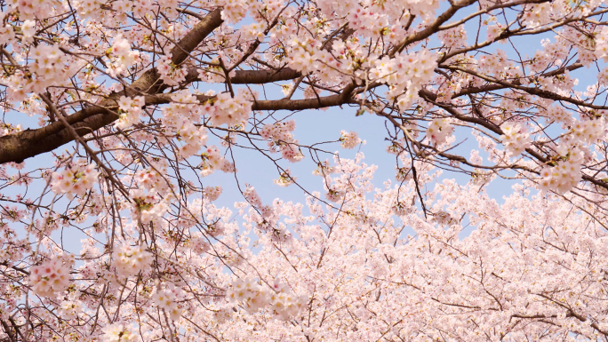 春天樱花花海顾村公园