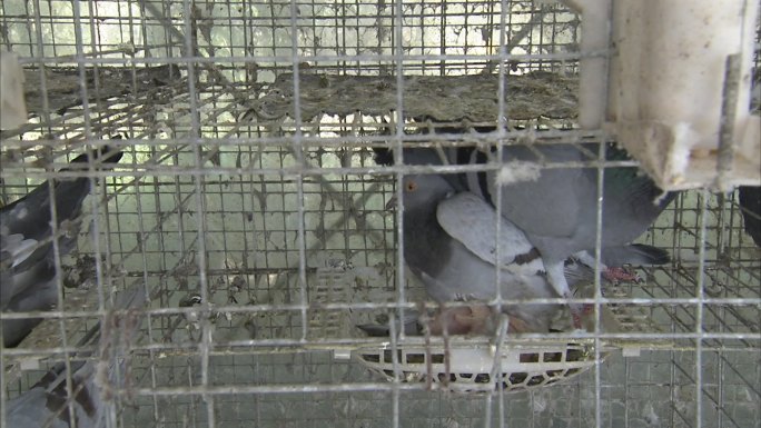 鸽子 孵化室 鸽笼 成年鸽子 刚孵化乳鸽