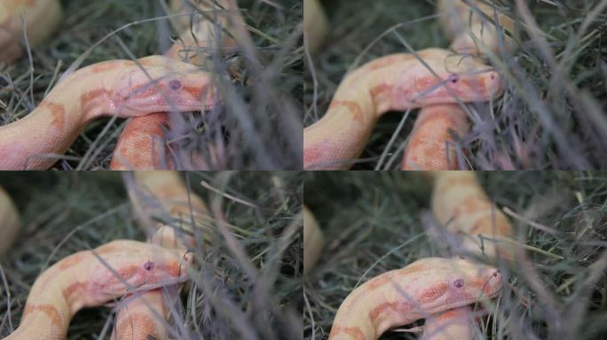 一只白化球蟒的镜头躺着不动，呼吸，黄色白色，红色的眼睛，年轻的动物，蟒蛇，白化缅甸蟒蛇