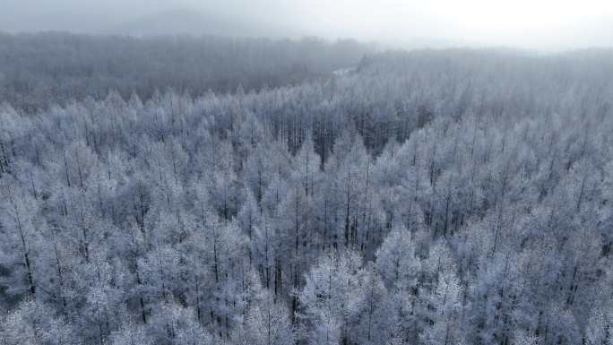 航拍林海雪原银色树林