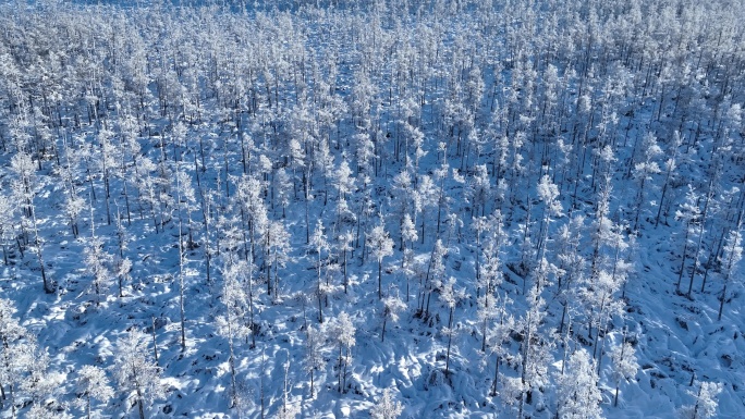 鸟瞰林海雪原雪林